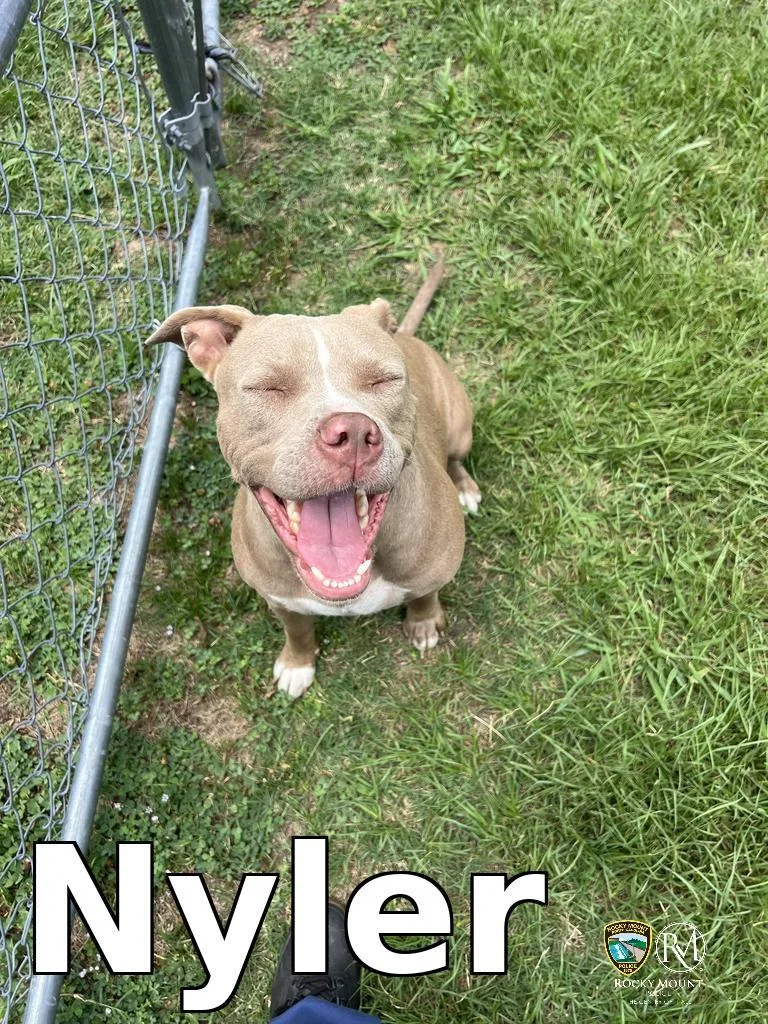 An adult medium-sized female Pit Bull Terrier dog named Nyler for adoption in Rocky Mount, NC