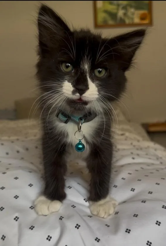 A baby small-sized male Domestic Medium Hair cat named Jaxson for adoption in Lemoore, CA