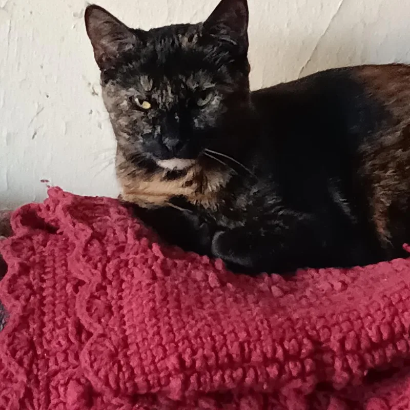 A young medium-sized male Domestic Short Hair cat named Mateo for adoption in New York, NY