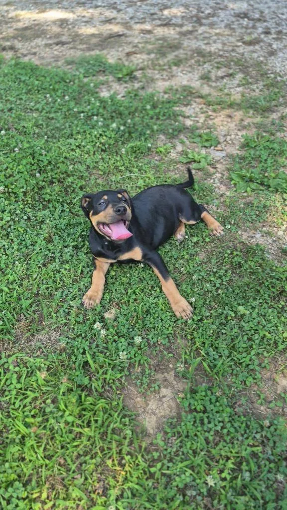 A baby medium-sized male Mixed Breed dog named Alistar for adoption in Fond Du Lac, WI