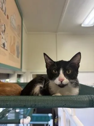 A baby medium-sized female Domestic Short Hair cat named Mai Tai for adoption in Honolulu, HI