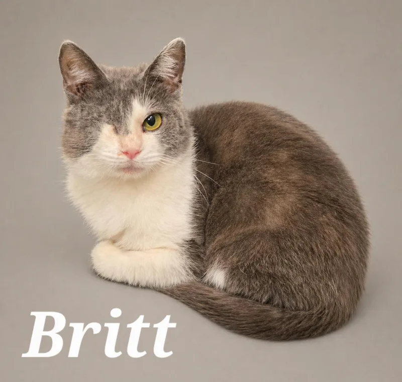 A baby small-sized female Gray & White Domestic Short Hair cat named Britt for adoption in Monroeville, PA