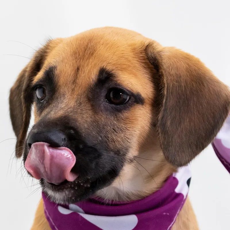 A baby medium-sized female Red / Chestnut / Orange Mixed Breed dog named Daphne Big Heart for adoption in Lake Forest, IL