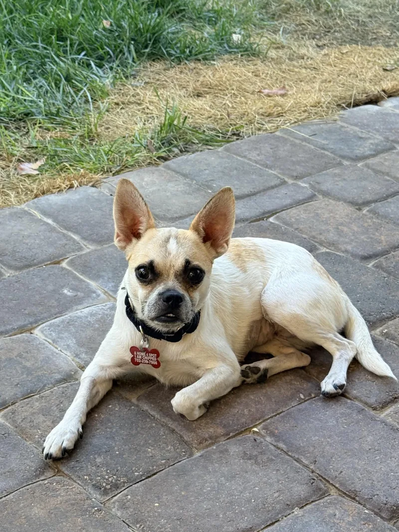 An adult small-sized female Yellow / Tan / Blond / Fawn Chihuahua dog named Samantha for adoption in Las Vegas, NV