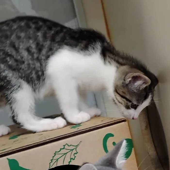 A baby small-sized male Brown / Chocolate Domestic Short Hair cat named Cassian for adoption in Fairport, NY
