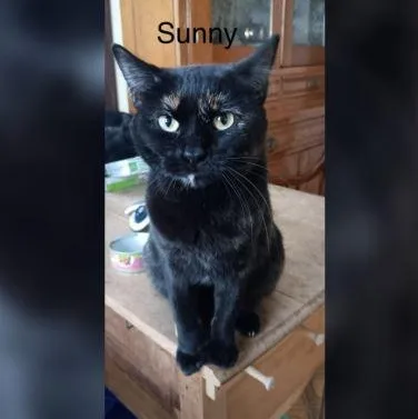 An adult medium-sized female Domestic Short Hair cat named Sunny for adoption in Menasha, WI