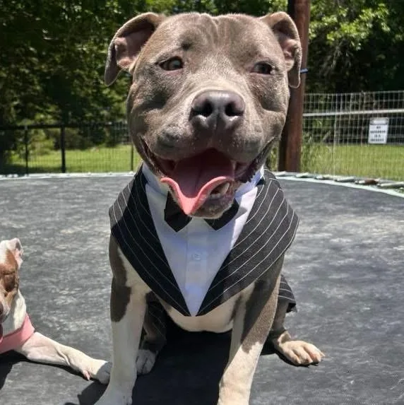 An adult medium-sized male Gray / Blue / Silver Pit Bull Terrier dog named Carter Gdp for adoption in Dallas, TX