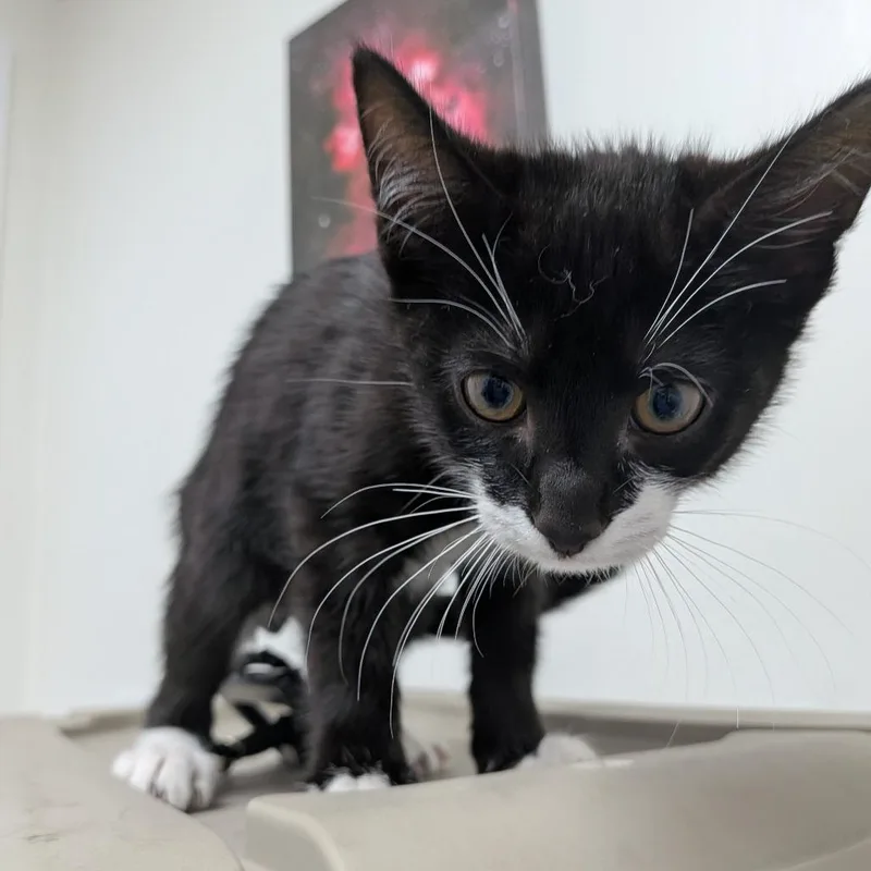A young medium-sized male Black Domestic Short Hair cat named Mickey for adoption in Long Beach, CA