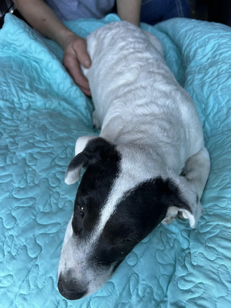 A young medium-sized female White / Cream Corgi dog named Elizabeth for adoption in Texarkana, TX
