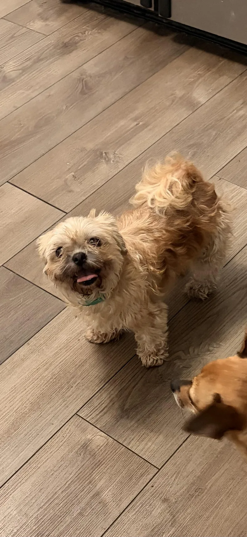 An adult small-sized female Shih Tzu dog named Peanut Butter & Jelly for adoption in Byron, IL