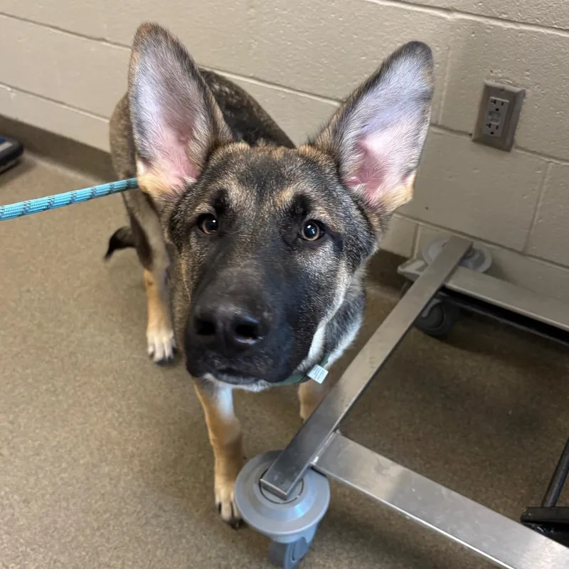 A young extra large-sized male Brown / Chocolate German Shepherd Dog named Behr for adoption in Council Bluffs, IA