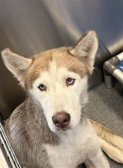 A young large-sized female Mixed Breed dog named Chula for adoption in Dallas, TX
