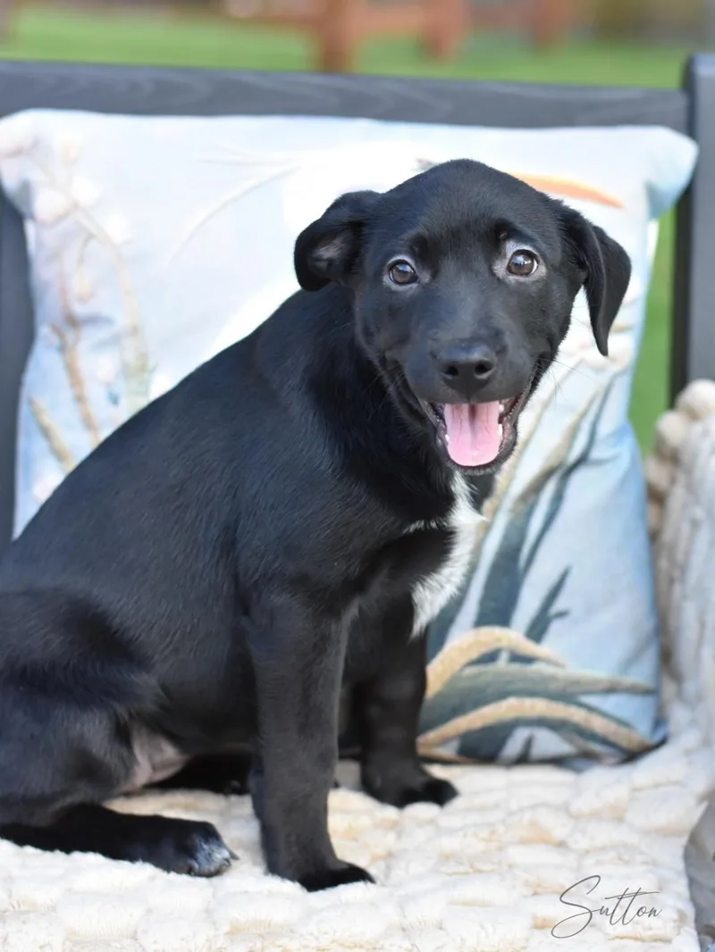 A baby medium-sized female Labrador Retriever dog named Sutton for adoption in Conroe, TX