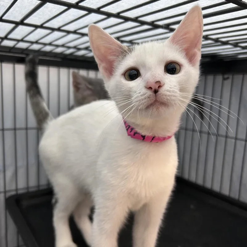 A baby small-sized female Brown / Chocolate Domestic Short Hair cat named Taffy for adoption in Lakeland, FL
