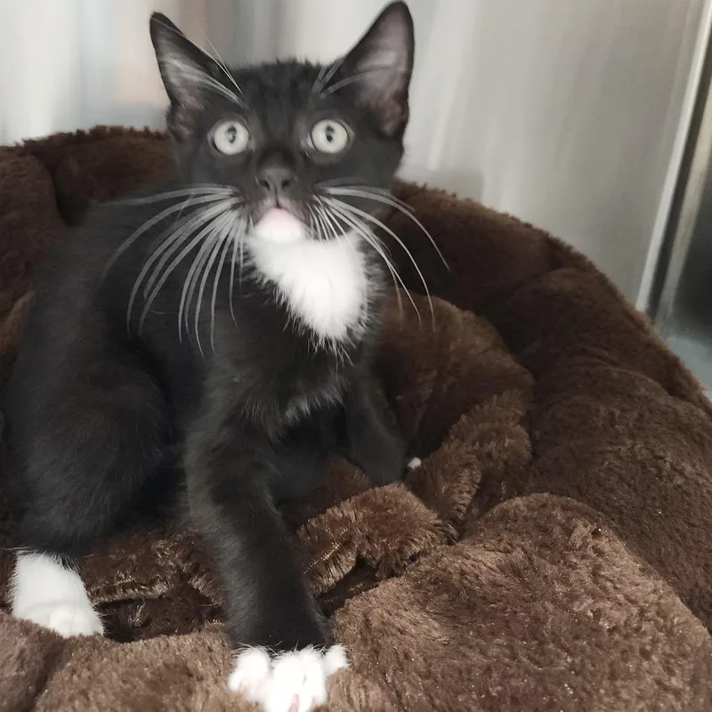 A baby small-sized male Black Domestic Short Hair cat named Mocha for adoption in Clearwater, FL