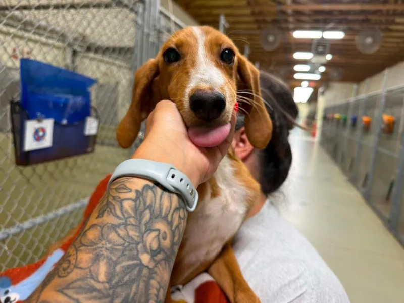 A baby small-sized female Beagle dog named Laverne for adoption in Port Jervis, NY
