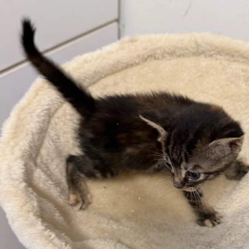 A baby small-sized female Black Domestic Short Hair cat named Ava for adoption in Floresville, TX
