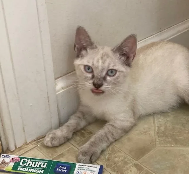 A baby medium-sized female Siamese cat named Churro for adoption in Youngsville, NC
