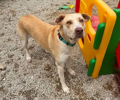 An adult large-sized male Yellow Labrador Retriever dog named Kody for adoption in Killingworth, CT