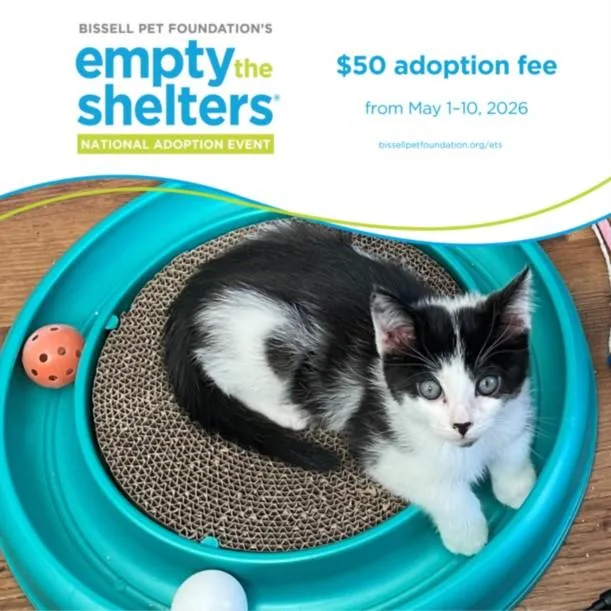 A baby small-sized male Domestic Short Hair cat named Goatee for adoption in Santa Cruz, CA