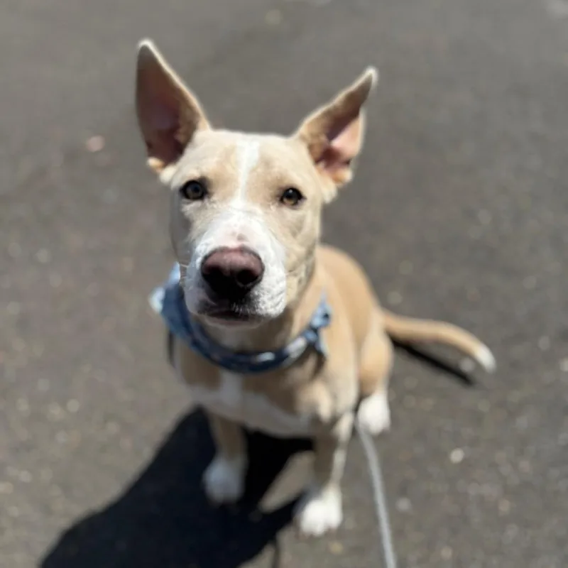 Nova