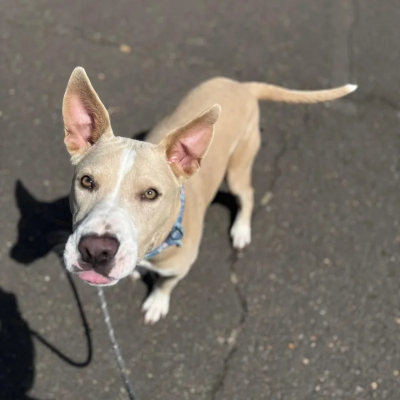 Nova thumbnail 5