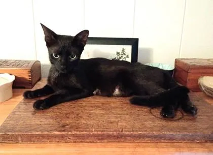 A young small-sized female Domestic Short Hair cat named Jewel for adoption in Honolulu, HI