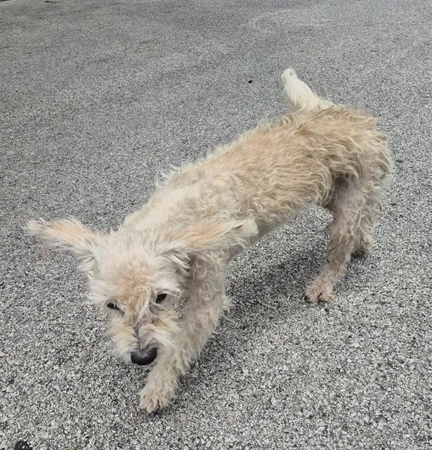 An adult small-sized male Terrier dog named Milo for adoption in San Antonio, TX