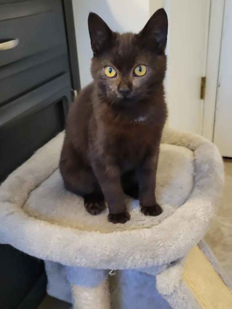 A young small-sized male Black Domestic Short Hair cat named Brioche for adoption in Newberg, OR
