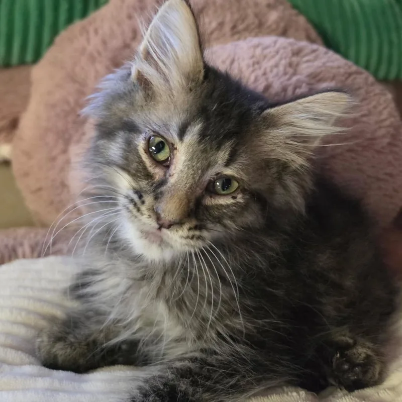 A baby medium-sized male Brown / Chocolate Domestic Medium Hair cat named Freckle for adoption in Graham, WA