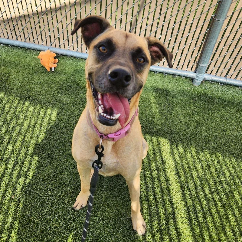 A young large-sized female German Shepherd Dog dog named Nori for adoption in Liberty, MO