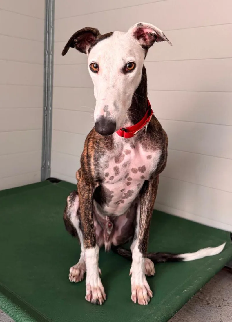 A young medium-sized male Galgo Spanish Greyhound dog named Cosmo for adoption in Winter Park, FL