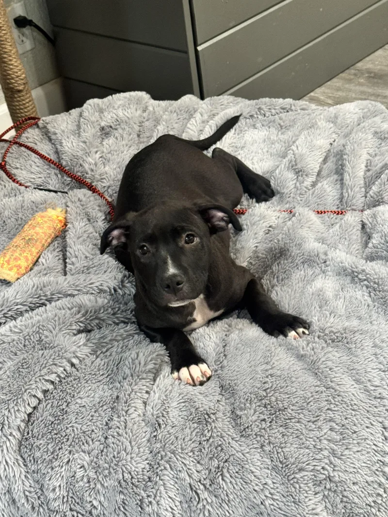 A baby medium-sized male Pit Bull Terrier dog named Guy for adoption in Lincoln, CA