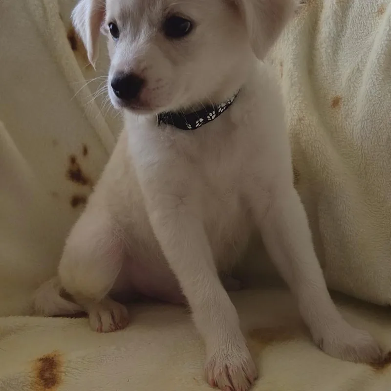 A baby small-sized male White / Cream Terrier dog named Rocky for adoption in Seal Beach, CA