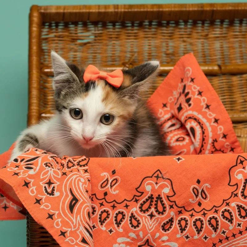 A baby small-sized female Domestic Medium Hair cat named Lola for adoption in Tipton, IN