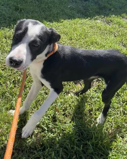 A young medium-sized male Mixed Breed dog named Riches for adoption in Vero Beach, FL