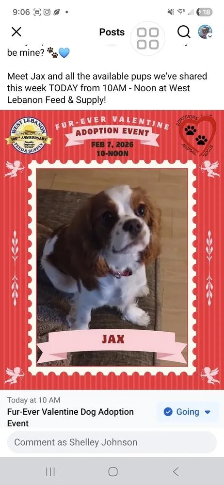 A young small-sized male Cavalier King Charles Spaniel dog named Jax for adoption in White River Junction, VT