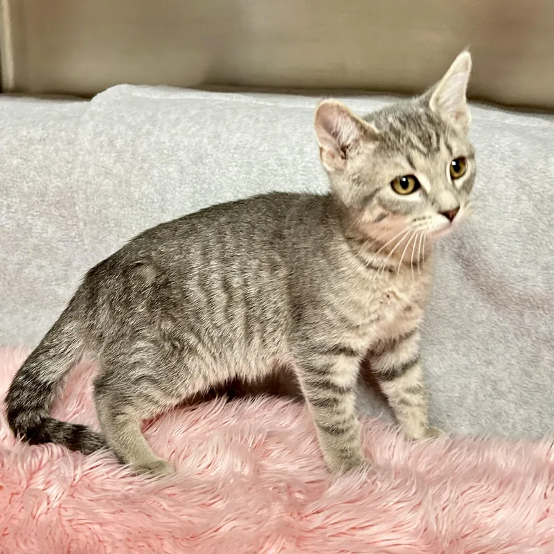 A young small-sized female Tabby (Gray / Blue / Silver) Domestic Short Hair cat named Opal for adoption in Crestwood, MO