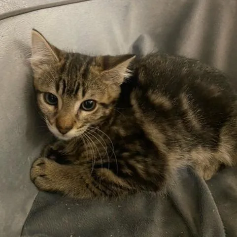 A baby small-sized male Brown / Chocolate Domestic Medium Hair cat named Lincoln for adoption in Chehalis, WA