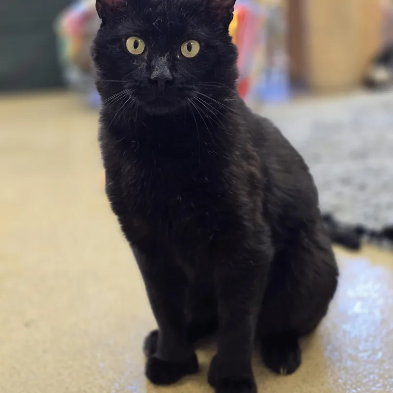 An adult large-sized male Black Domestic Short Hair cat named Currant for adoption in Bristol, RI