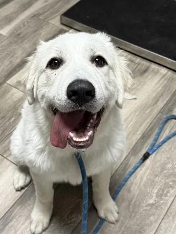 A baby medium-sized male Great Pyrenees dog named Beluga for adoption in Redlands, CA