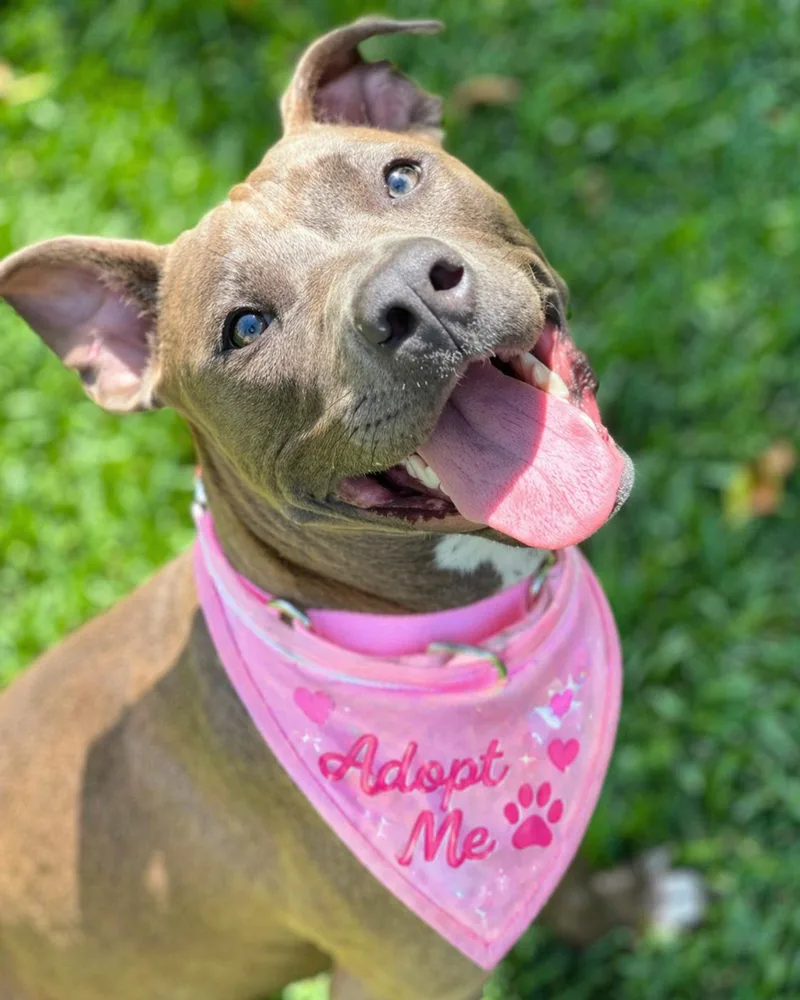 A young medium-sized female Sable Staffordshire Bull Terrier dog named Emma for adoption in Valley Village, CA