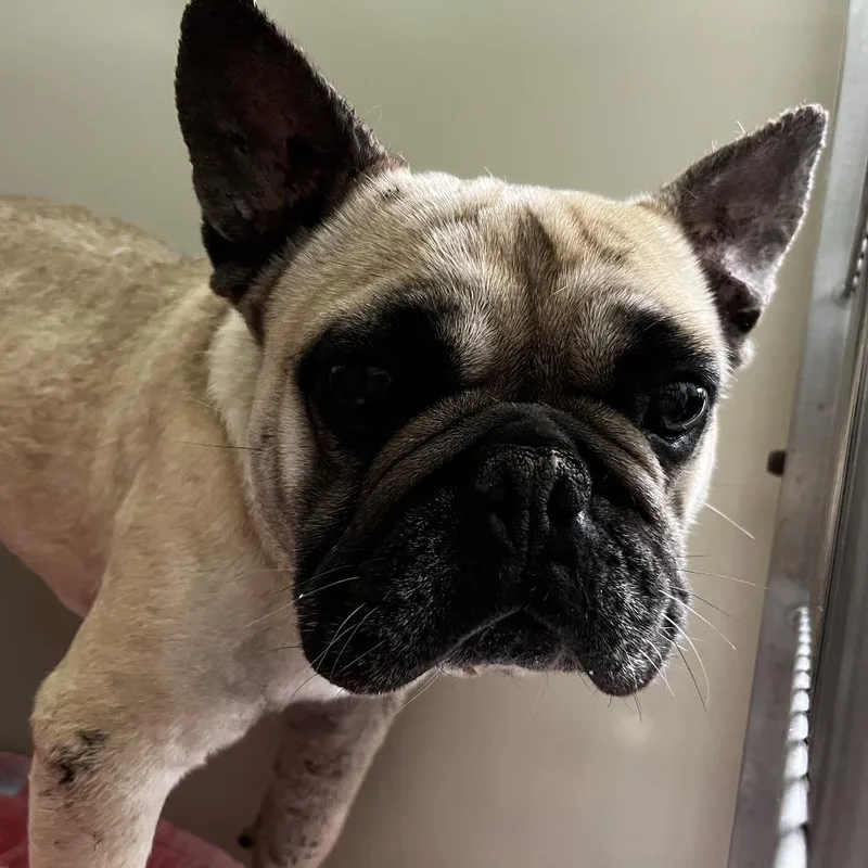 An adult small-sized male Yellow / Tan / Blond / Fawn French Bulldog dog named Pork Chop for adoption in Palm Springs, CA