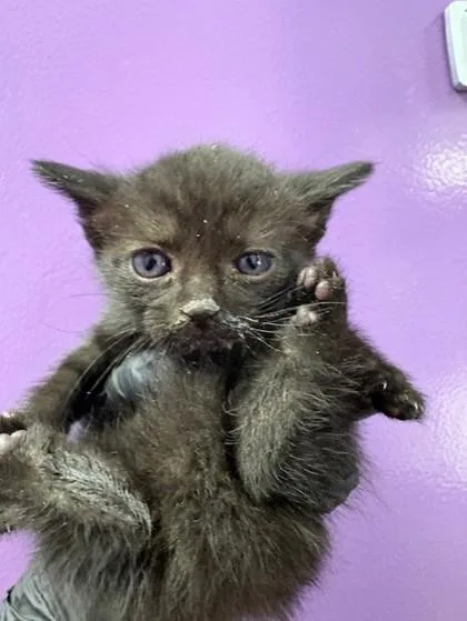 A baby small-sized female Black Domestic Short Hair cat named 60932708 for adoption in El Paso, TX