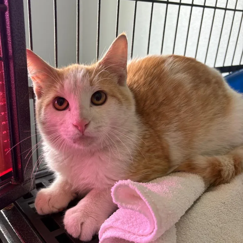A young medium-sized male Domestic Short Hair cat named Fanta for adoption in Crookston, MN