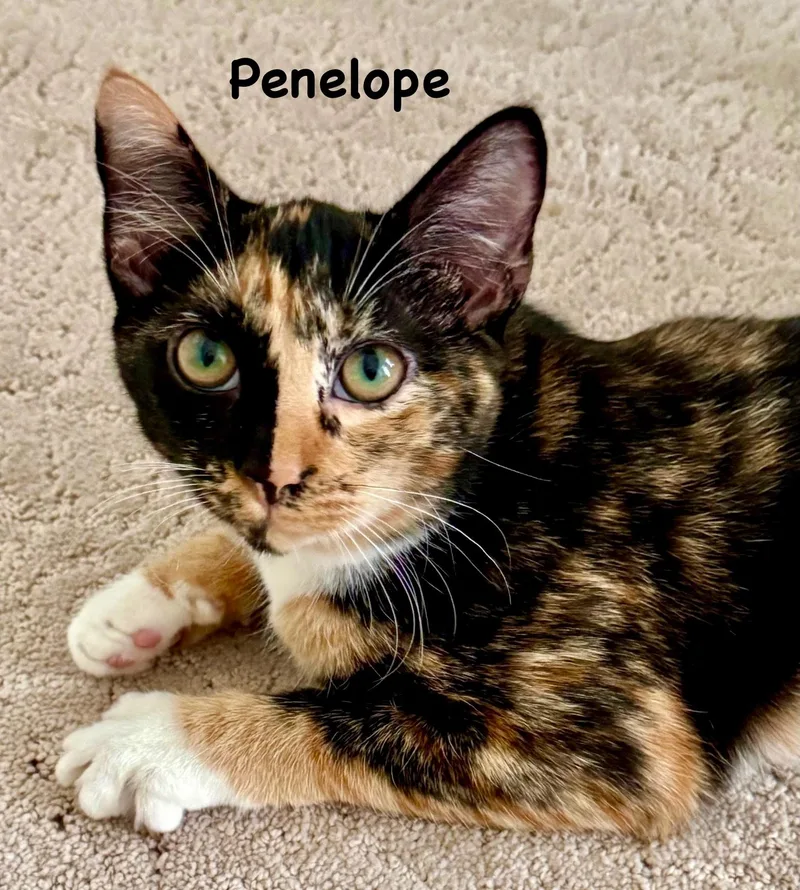 Penelope thumbnail 2
