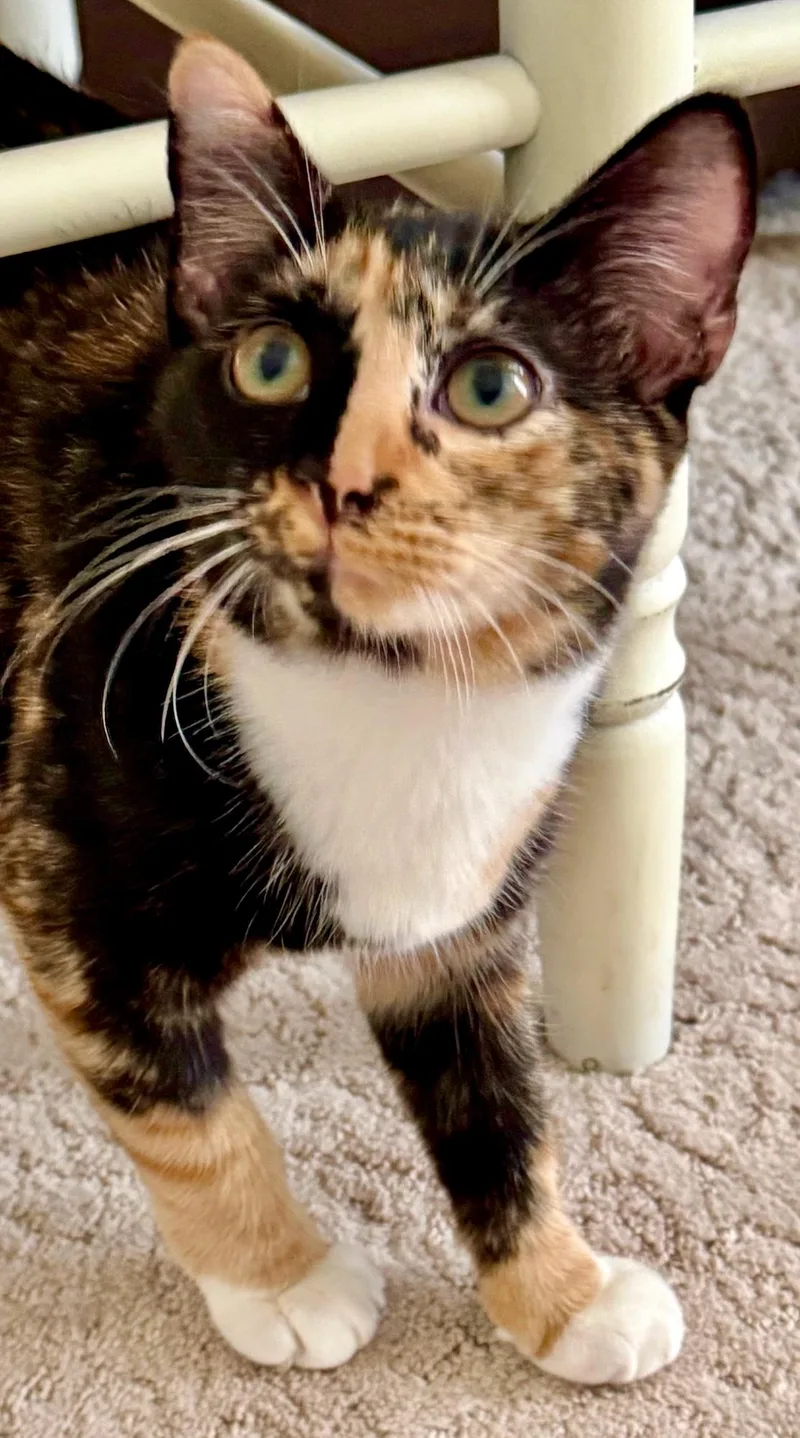 Penelope thumbnail 3