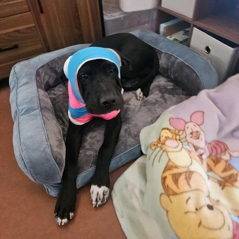 A young large-sized female Black Great Dane dog named Riyah for adoption in Peyton, CO