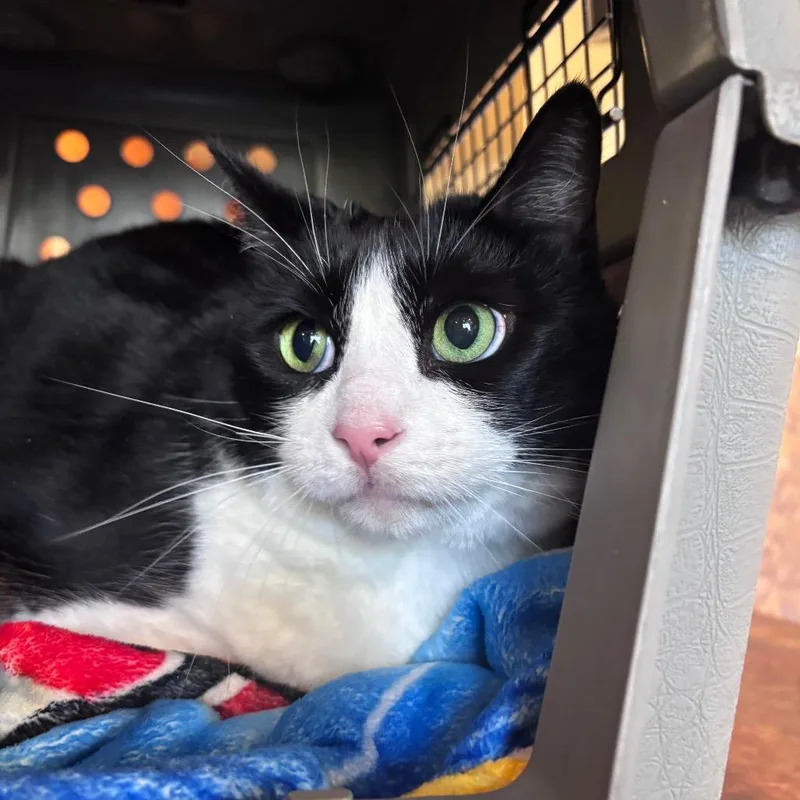 An adult extra large-sized male Black Domestic Medium Hair cat named Felix for adoption in Santa Barbara, CA