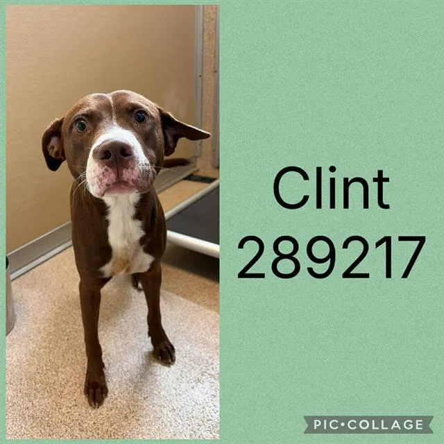 Clint